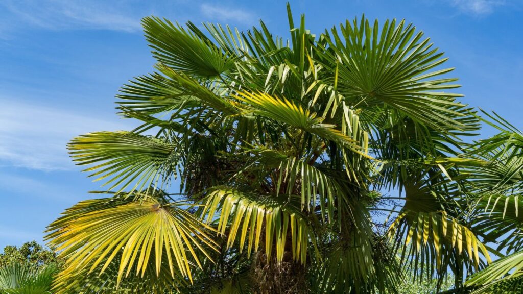 Different Palm Trees